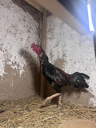 купить живого орла: Продаю | Петух | Бойцовая, Дакан | Для разведения — 3