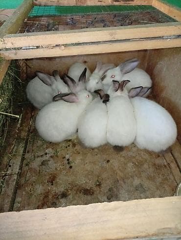 Продаю | Крольчата | Калифорнийская | Для разведения — 1