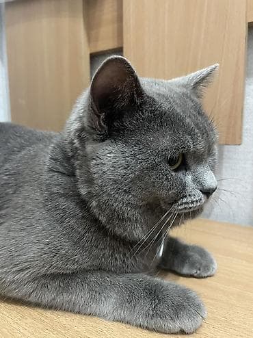 шотландский скоттиш страйт: Шотландская кошка (окрас: серый/голубой), короткошёрстная. Крупные — 3