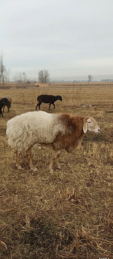 Продаю | Баран (самец) | Для разведения | Племенные