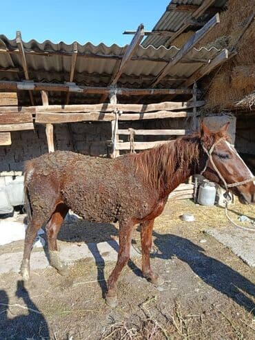 Грызуны: Продаю | Конь (самец) | На забой — 2