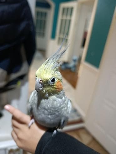 Животные: Куплю ручного попугая кореллу (кореллу-нимфу), любого пола — 1