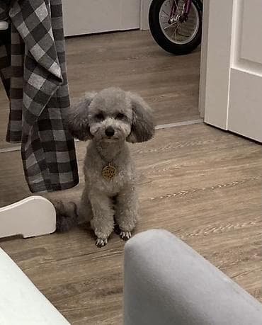 Үй жаныбарлары үчүн товарлар: Куплю или возьму на вязку кобеля породы Той Пуделя серого пепельного — 5