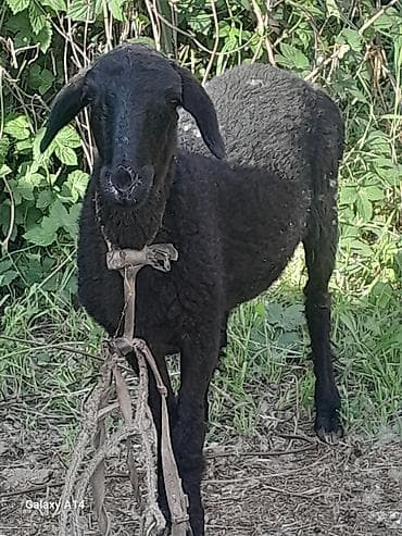 баран живой: Продаю | Овца (самка) | Для разведения — 2