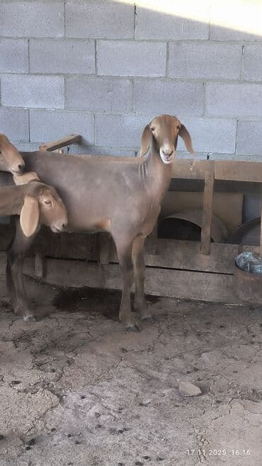 наполнитель для животных: Продаю | Ягненок | Арашан | Для разведения — 9