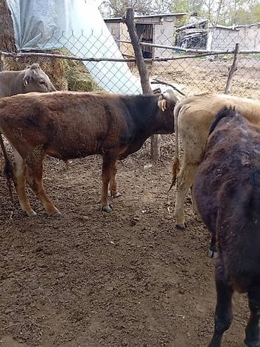 Үй жаныбарлары: Сатам | Бука (эркек) | Бордоп семиртүү үчүн — 4