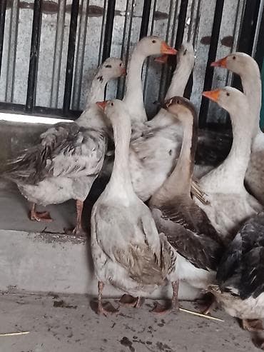 Кошки: Гуси, молодняк смешанных пород (серая/белая масть) - Птица крупная — 1