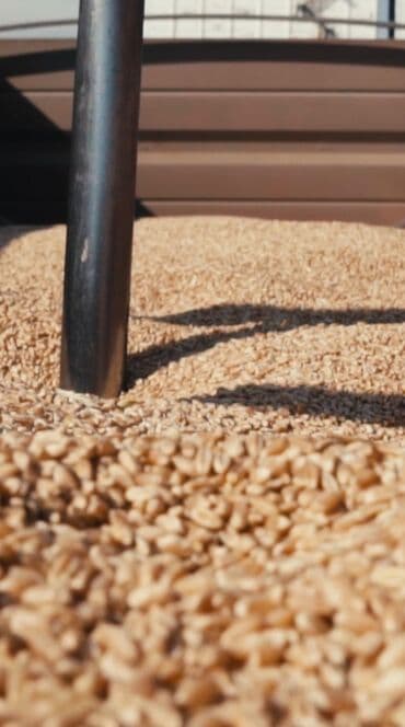 продаю пшеницу: #обойна мука #цельнозерновая мука #мука по госту #московская мука — 6