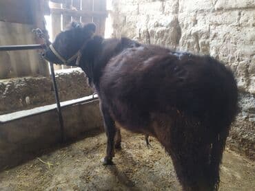 купить айширскую корову: Продаю | Бык (самец) | На откорм | Привязанные — 1