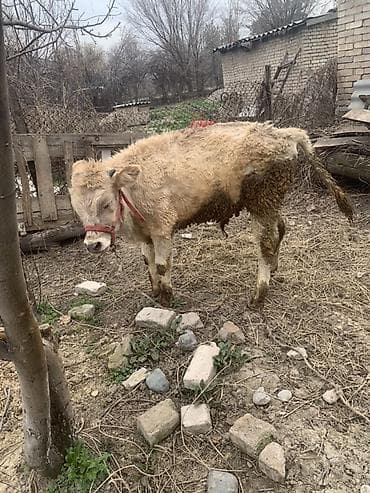 сментал бык: Продаю | Бык (самец) | Полукровка, Швицкая | На откорм | Привязанные — 8