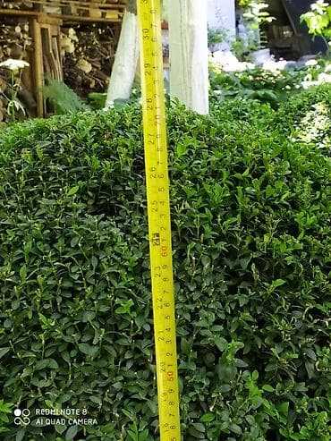 тополя много: Продаю Самшит, Большой выбор, цена Договорная. Сергей — 4