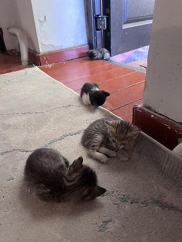 Мышыктар: Котята, помёт из нескольких малышей. Описание: - Возраст: примерно — 2