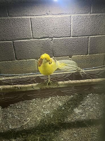 Азык-түлүктөр: Продаю инкубационное яйцо декаративных фазанов Серебрянного фазана — 9