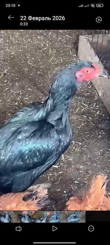 комнаты в джалал абаде: Курица бойцовский породы несётся 1500 сом — 3