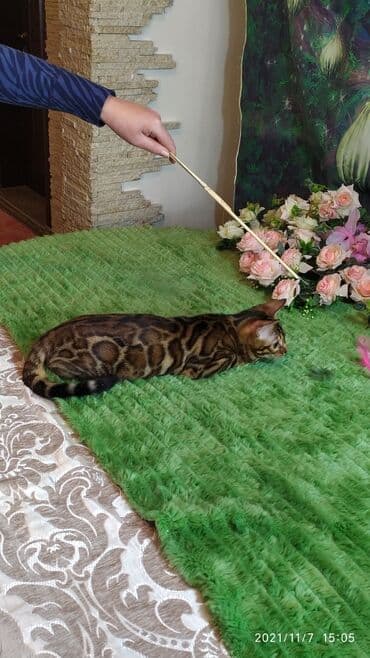 купить породистых котят: Шикарные бенгальские котята 3-4мес. Лучший подарок для любящего — 7