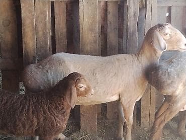 птицы брама: Продаю | Овца (самка), Ягненок | Арашан | Для разведения | Матка — 3