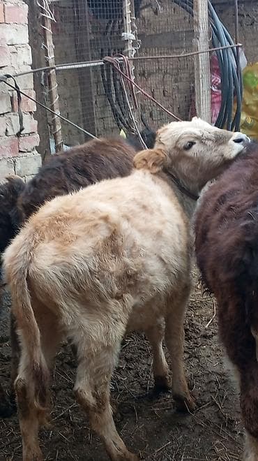 животные коровы: Продаю | Тёлка — 2