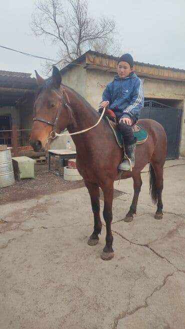 собака спаниель: Продаю | Конь (самец) | Полукровка | Рабочий — 2