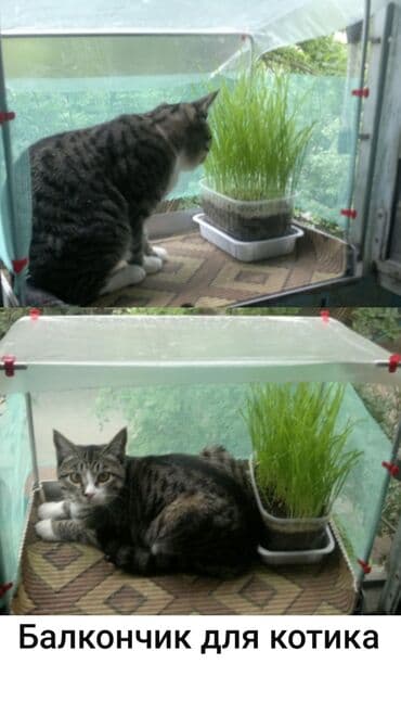 высокие домики для кошек: Продаю балкончик для кота — 1