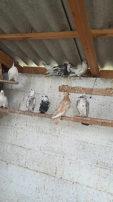 павлины голуби: Голуби декоративных пород (разные окрасы и типы оперения) - — 5