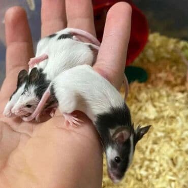 мышку: Продаются хомячки джунгарские, сирийские, ангорские пушистые хомячки — 8