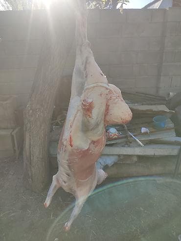 Продаю | Овца (самка), Ягненок | На забой at lalafo.kg Продаю | Овца (самка), Ягненок | На забой