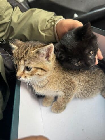 английский кокер спаниель щенок цена: 2 месяца, Мальчик, Приучена к лотку — 3