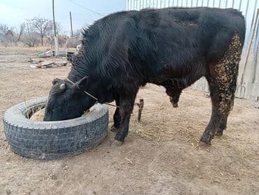 дойный коров: Продаю | Бык (самец) | На откорм | Привязанные — 1