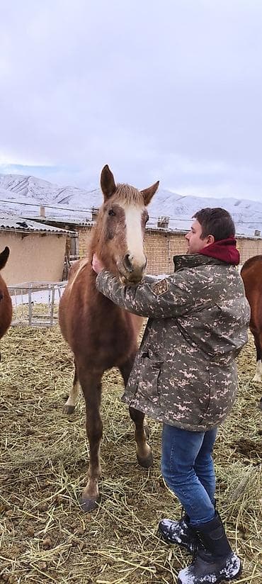 черная британская кошка: Продаю | Кобыла (самка) | Для разведения | Племенные — 4