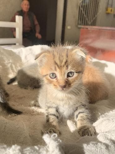 регдол кошка: Котята, домашний помет. - Возраст: совсем малыши (на фото видно — еще — 3