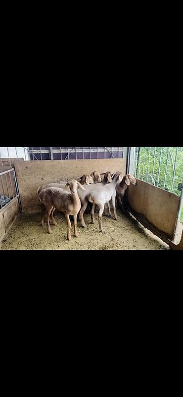 голуби животные: Продаю | Овца (самка) | Арашан | Для разведения — 5