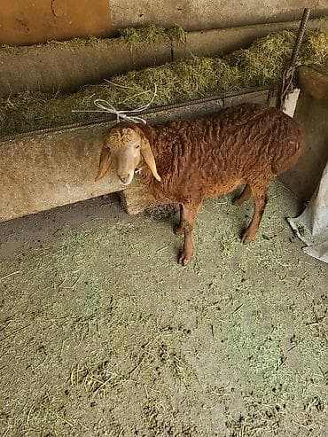 Рыба: Продаю | Овца (самка) | На забой — 2