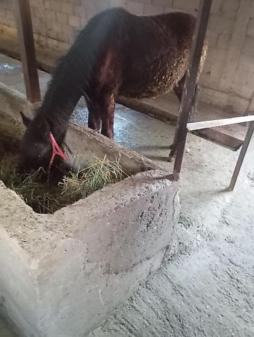 карачаевская лошадь: Продаю | Жеребец | Рабочий — 1