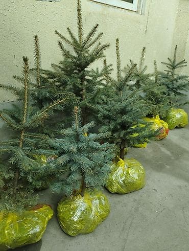 Үй жана бакча: Ели в контейнерах. Голубой ель - Хвойные саженцы ели (в т.ч. голубая — 2