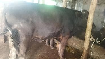 ангус купить: Продаю | Бык (самец) | На откорм | Привязанные — 5