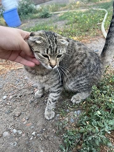 Плюшевый кот с необычными ушками (складчатые, прижатые), тигровый — 3