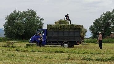 продажа домашних животных: Горный сено
Клевер 🍀 Тоо чоп — 1