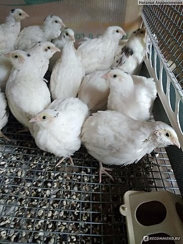 Үй жаныбарлары: Перепела белого окраса (вероятно порода Техасский белый). Молодняк — 1