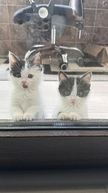 карлик сибрайт: Беспородная, 2 месяца, Девочка, Биколор, Приучена к лотку — 1