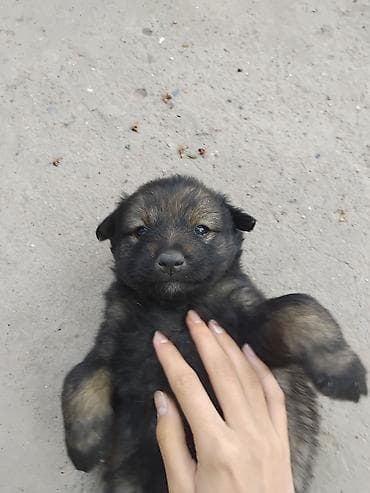 отдам даром животных: Отдаю щенят в добрые руки 🐶 Очень ласковые, игривые, уже начинают — 4