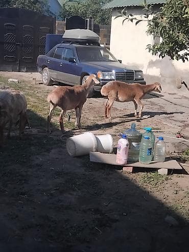 Продаю | Овца (самка) | На забой | Матка at lalafo.kg Продаю | Овца (самка) | На забой | Матка