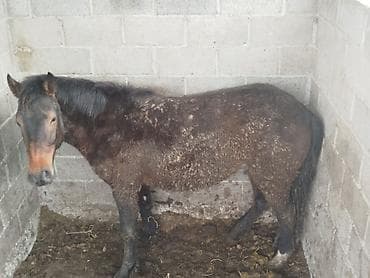 ат конь: Продаю | Жеребенок | Для разведения — 9
