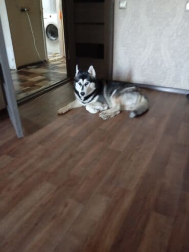 Вязка: Хаски, Самец, 2 года, С прививкой, С родословной at lalafo.kg Вязка: Хаски, Самец, 2 года, С прививкой, С родословной