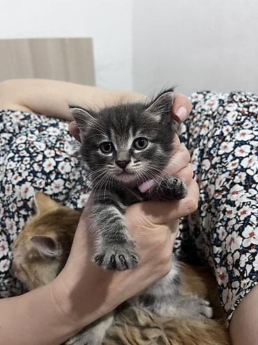 кошка домашный: Беспородная, 2 месяца, Мальчик, Биколор, Приучена к лотку — 3