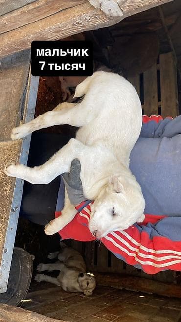 Другие животные: Щенки Алабай. Привитые. 
Цена на фото — 6