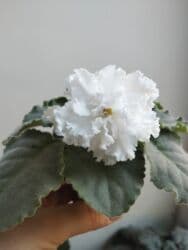 искусственные цветы бишкек инстаграм: Продаю фиалки есть детки — 4