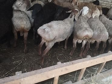 продам курей: Продаю | Баран (самец) | На забой — 6