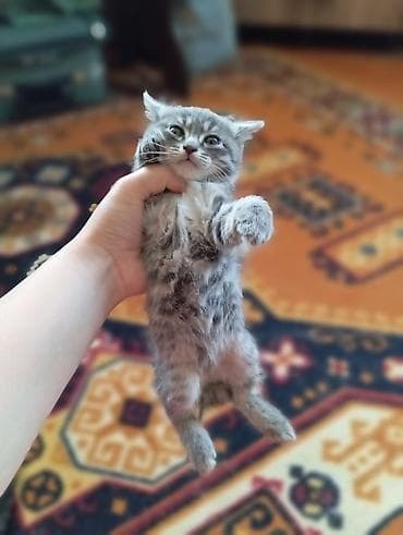 Животные: Котята серого и тигрового окраса - Порода: домашние короткошёрстные — 5