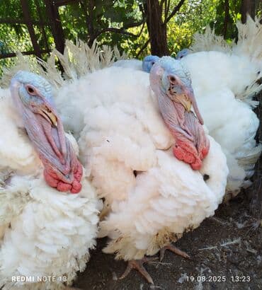 в связи с переездом отдам попугая жако в добрые руки: Читайте описание внимательно. 👆 У нас большой ассортимент мяса птицы👇 — 6