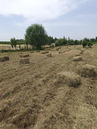 камни для аквариума: Беде пресс сатылат таза жамгыр корбогон — 1